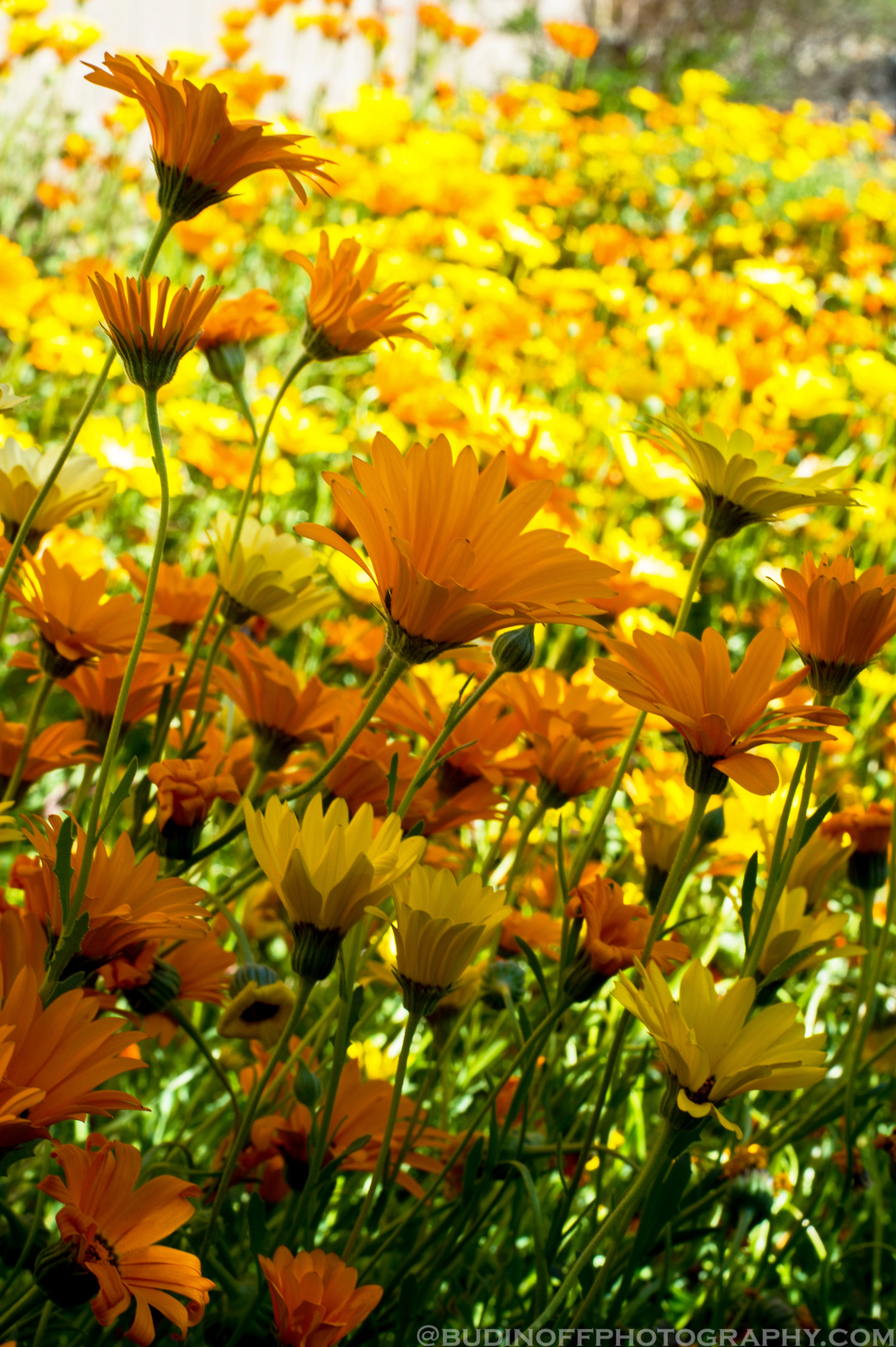 Budinoff Photography | Backyard Winter Wildflowers - Budinoff Photography