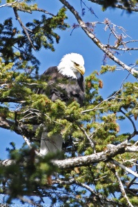 A photograph taken with a telephoto lens of a mature Bald Eagle perched high in an evergreen tree in Yellowstone National Park in Wyoming. Several evergreen branches cross under the bird to form a thick mass which obscure the lower details of the bird but its folded white tail can be seen. The birds upper body, covered with dark brown feathers and its distinctive white head are in clear view. The bird's profile reveals a yellow colored eye and hooked beak. Blue sky offsets the bird's head and can be seen where branches are not dense. Budinoff Photography