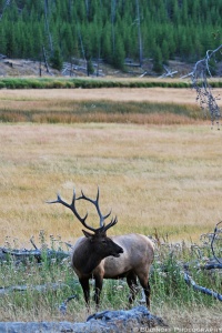A bull elk with large multi-point antlers standing in grass between fallen trees facing camera with head turned. Elk's mouth is open. Budinoff Photography