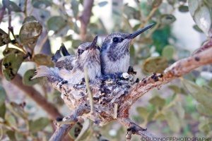 A close up photograph taken of two young hummingbirds. The birds are sitting in their nest in mottled shade in a bush. The nest is small and the birds overflow its cavity. The feathers on the birds head and throat are in clear focus. Budinoff Photography