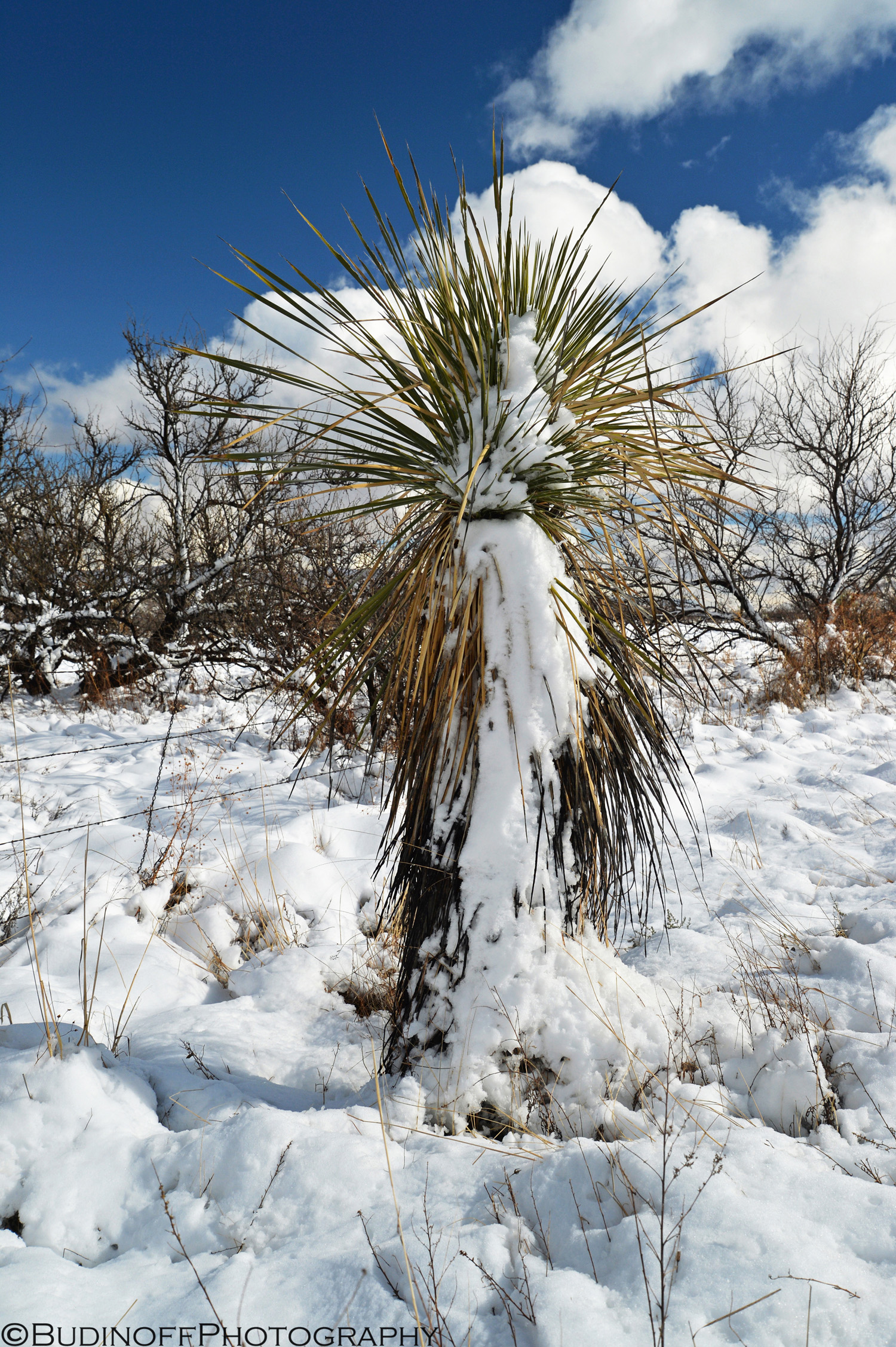 Budinoff Photography | Snow Covered Soaptree Yucca - Budinoff Photography