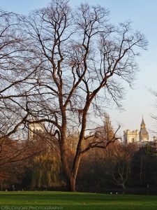 A portrait oriented color photograph of a St James's Park Large Scarlet Oak Tree taken with a cloudless in the late afternoon. The tree is leafless and its intricate branches are silhouetted against the blue sky. The sun warmly illuminates the tree's brown bark. The broad base of the tree in the foreground grows from a dark green lawn. Beyond is a narrow body of water in which two white ducks float. On the other side of the lake more trees are visible. At the top of those trees some of London's buildings are visible, including the top portion of the clock tower known as Big Ben. Budinoff Photography
