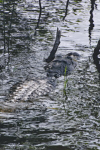 An almost colorless portrait oriented photograph of an alligator slowly swimming away from the photographer's location. The alligator is mostly submerged but it's back and head are above water. Illumination comes from the sun filtered through tree canopy. The animal's back is directly illuminated causing the multiple ridges of its skin to be vivid. It's head is in the shade but the elongated shape and bulging eye sockets are distinctive. The water adjacent to the animal's main body is turbulent, with waves caused by the movement of it's tail and rear legs. The surface of the water in front of the animal is relatively calm and appears brighter than the other water. Some dead tree stumps protrude through the water near the animal's head. A few blades of green swamp grass extend beyond the water's surface to the right of the alligator's back. Budinoff Photography
