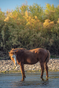A portrait oriented color photograph of a brown horse standing in the shallow water of the Salt River late on an August day. The brown hours has a white face blaze and stands with its head turned towards the photographer. Some green grass is visible in the horse's mouth and there is some in the water floating near its hind legs. The late afternoon sun illuminates the scene from the left. The lower quarter of the frame contains the calm river water. The middle ground contains the horse as well as the rocky river bank in the background. The upper third of the frame contains the dense shaded foliage near the riverbank. The tops of the foliage are illuminated directly by the sun and has hues of yellow and light green. Budinoff Photography