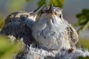 A close up color portrait oriented photograph of two hummingbird siblings in a nest. The lower portion of the image shows a bit of the fluffy white feather nest. Above and slightly off center is the frontal view of one of the hummingbirds. It's white gray chest plumage is well focused. Above the bird's chest its beak points upwards towards the top of the frame. The beak is dark gray but shows some orange color closer to the bird's head. The attentive bird's left eye is in the sunlight and the right eye is in the shadows. The bird's sibling is to the left of the frame in the nest but is further away from the camera and is somewhat blurry. The other bird appears to be sleeping as its right eye is closed. The sleeping bird is facing to the right of the frame and its beak is above the head of the attentive bird. The photo was taken of the nest in a tree and some green leaves are apparent but highly defocused. Budinoff Photography