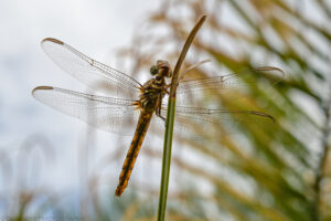 A landscape oriented color image of a dragonfly resting on a pointed palm frond on a cloudy day. The two pairs of transparent wings span the photograph from left to right. The insect's body is long, brown, and semi-transparent. The insect has two large green eyes. It's wings reveal an intricate maze of cells with fine walls. The insect holds onto the palm frond with both front and back legs. The background is highly defocused but shows brown and tan palm fronds. Budinoff Photography