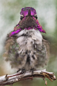 A portrait oriented closeup photo of a Costa's Hummingbird perched on a gray colored branch. The bird fills the frame. At the bottom the bird's black claws wrap around the branch. Above that the tan, brown, black and green feathers are mostly defocused. Towards the middle of the frame the feathers become mostly white and more focused and the individual elements that comprise the feathers is visible. Towards the top of the frame is the hummingbird's head. Iridescent plumage of bright violet purple, and green cover the birds throat and head. The bird faces directly to the camera with its black beak pointed upwards. The background beyond the bird of the bird has extreme Bokeh effect and is comprised cloud-like patterns of dark green, gray, and white. Budinoff Photography