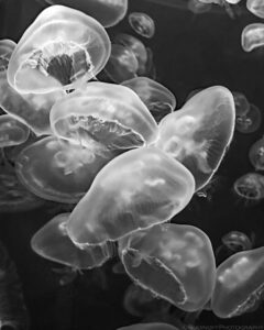 A black and white portrait oriented photograph of numerous Moon Jellyfish swimming in clear water. The photographer took the photo standing next to the glass tank they were contained in at an Aquarium. Five jellyfish dominate the photo from the upper left of the frame to the lower right. The jellyfish are translucent and some of their internal organs are visible. The jellyfish at the top of the frame is viewed from below and it exposes the large circular opening at the bottom. The others are mostly visible from the top. Other jellyfish, some smaller than the main five, are positioned randomly throughout the photograph. Budinoff Photography
