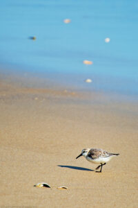 A portrait oriented color photograph of a sandpiper bird walking on a beach on a sunny winter afternoon. The depth of field is shallow and the foreground tan sand is defocused. The bird and two broken sea shells are focused towards the bottom of the frame. The bird faces to left and with the sun illuminating the scene from the right. The bird has black legs and bill, a white feathered belly and mottled brown back feathers. The bird's left leg is raised as it walks towards the left. Beyond the bird the top two thirds of the image is defocused with the tan sand transitioning to light blue saturated sand that also has some shells or rocks exposed. Budinoff Photography
