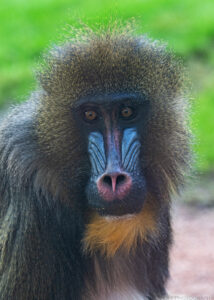 A portrait oriented color photo of the face and upper torso of a Mandrill, which is a large monkey, taken at a zoo. The animal is sitting though their legs are not visible. Its fur is brown and matted on its body but the fur on its head is frizzy with golden highlights. The animal has a vibrant blue snout, red nostrils, and an orange beard. The animal's eyes are gold colored and their large black pupils are visible. The animal appears to be gazing to the left of the photographer. The background is defocused and is mostly comprised of bright green grass. Budinoff Photography