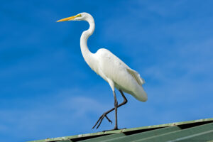 A portrait oriented color photograph of a Great Egret heron standing on one leg on a roof. The bird stands in profile against a blue sky with very thin defocused clouds. The bird faces towards the left side of the frame and is centered. The bird's long neck is bent in an "S" curve and its yellow beak and eye are well focused. The bird's plumage is white and some feather detail is visible. The bird's long legs are black and the right leg is bent and it's three towed foot is raised a few inches above the green corrugated roof. The green roof reflects some green colored light onto the bird's underside. Budinoff Photography