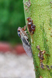 The profile view of the Cicada's reveals the fine structure of the wings which appear like translucent white paper with fine black lines. The Cicada's eye, nose, antenna, and legs are visible. Brown sap has accumulated near wounds on the tree trunk and several brown ants are visible. Budinoff Photography