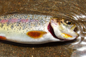 A close up landscape photograph of a rainbow trout lying on its side in shallow water, partially exposed to the air. The trout was trying to navigate the spillway and was making slow progress. The trout is colorful with scales of silver, gold red, and black. A portion of its deep red gills is apparent and its mouth is open. Ripples in the water in front of the trout are accented by the reflective sun. The smooth brown texture of the concrete spillway can be seen. Budinoff Photography