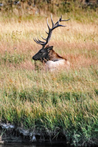 Profile view of a bull elk resting in grass. The elk has multi-point antlers and a dark brown head. A small part of his gray colored rump is visible. Madison River water and bank comprise the foreground and bands of multi-colored grasses with seed heads surround the elk which blur into the far ground. The grass bands are green, gold, yellow, and red colored. A few thistle plants can be seen interspersed in the grass. Budinoff Photography
