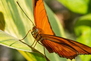 A landscape oriented close-up color photograph of an orange colored Julia butterfly perched on a green leaf. The 3/4 view of the insect is focused on its head and front left leg, with the light tan colored compound eye showing multiple black pupil spots. The focus falls off in foreground and background. The wings of the insect have black lines which start where the wings attach to the torso. The insect's right antenna is distinct. Budinoff Photography