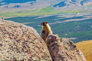 A landscape oriented color photograph of a furry animal called a Marmot standing partially behind some ruff textured tan colored rocks. The rocks are in focus along with the Marmot. In the far distance is a defocused flat valley floor with dark green trees, some rectangular tan colored fields and the foothills sloping up to higher elevation. The marmot stands on its hind legs and its face is presented in profile. Budinoff Photography