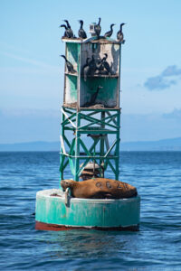 A portrait oriented color photograph of a navigational buoy painted aqua blue floating in calm blue water of the Salish Sea near Lopez Island, WA. The round base of the buoy has a large brown Steller sea lion resting in the sun. The sea lion has been branded with the number 962R to assist researchers who study the creature. Above the base of the buoy is a lattice of steel bars that support a round beacon at the top along with a brood of black cormorant birds and some of their messy nesting materials. A dissipating fog bank hugs the horizon in the distance. Budinoff Photography