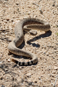 A brown Western Diamondback rattlesnake takes a defensive posture in the bright sun on sandy soil of very similar color to the snake. The snake's tail is closest to the photographer and is distinguished by five brown rattles on its tip followed by ten alternating bands of black and white which then blend into the brown snake. The snakes scales are prominent but the typical diamond pattern is subdued. The snake's head is raised off the ground and faces the photographer. Budinoff Photography