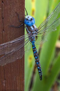 A close up portrait oriented color photograph of a Blue Eyed Darner holding on to a brown colored fence post in the shade. Budinoff Photography