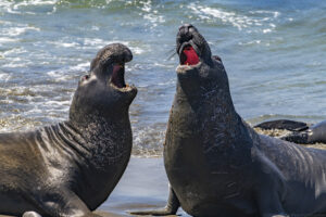 A landscape oriented color photograph of two male Northern Elephant Seals on a beach displaying aggressive behavior to each other while only a few feet apart. The seals are large dark gray animals and both have their heads tilted backwards with their mouths open. The ocean is visible in the background. Budinoff Photography